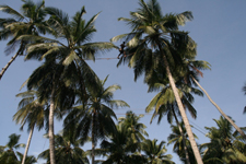 Quasi im Hochseilgarten wird Toddy aus der Blüte der Kokospalme geerntet.
