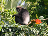 Diese Weißbartlanguren leben auf dem heiligen Berg Rhumasalla in der unmittelbaren Umgebung unserer Herberge