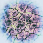 ACT NOIR: Automatisme Psychique