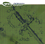 </FAITHMASSIVE>: //:2edgedsword