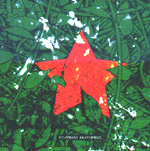 SCHTIMM: Featuring ...