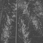 VAAKEVANDRING: Vaakevandring